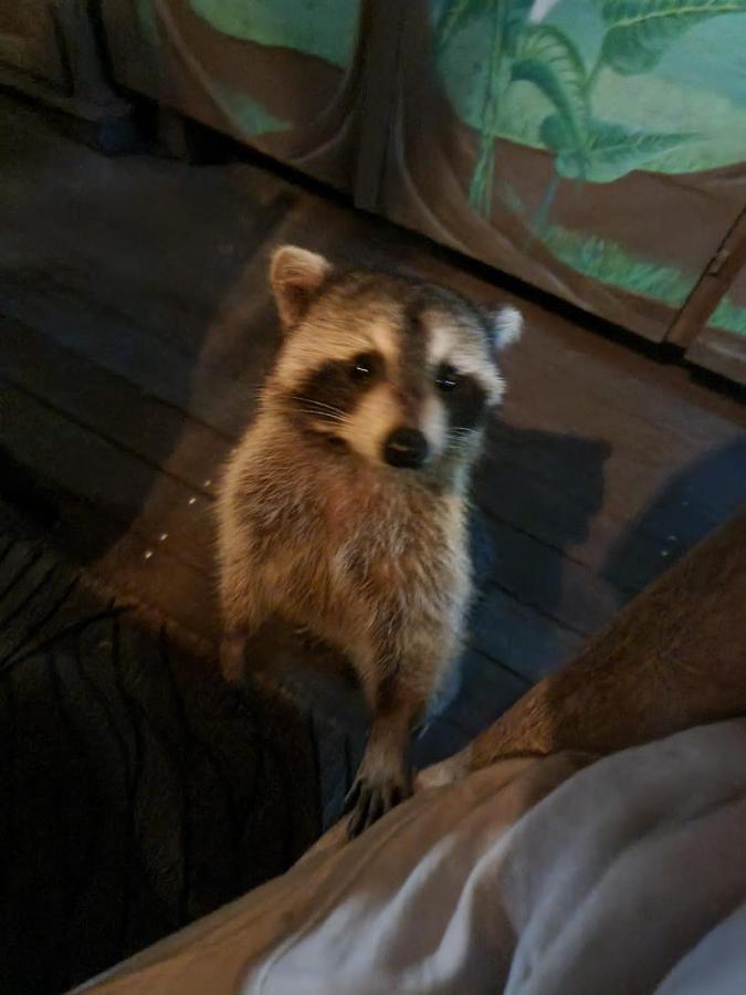 Racoon Lodge Pointe-à-Pitre Extérieur photo